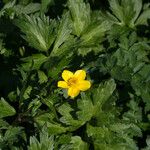 Ranunculus orthorhynchus Habit