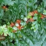 Polystichum setiferum Blad