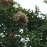 Entada polystachya Flor