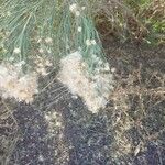 Baccharis sarothroides Flower