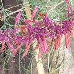 Agastache rupestris Flower