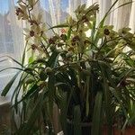 Cymbidium devonianum Yaprak