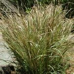 Heteropogon contortus পাতা