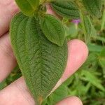 Miconia lacera Leaf