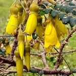 Sophora microphylla Flor