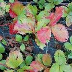 Fragaria virginiana Blad