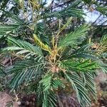 Acacia mearnsii Liść