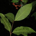 Ixora nicaraguensis Leaf