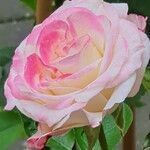 Rosa × polliniana Fleur