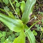 Orchis simia Leaf