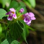 Galeopsis pubescens Blüte