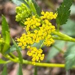 Zizia aurea Flower