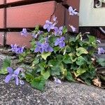 Viola grypoceras 形態