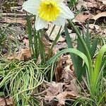 Narcissus × incomparabilis Lorea