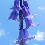 Hyacinthoides hispanica Цветок