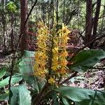 Hedychium gardnerianumFlower