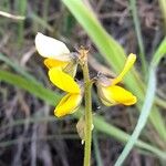 Crotalaria pallida Цвят