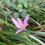 Colchicum multiflorum花