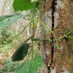 Dioscorea bulbifera Кветка