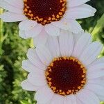Ismelia carinata 花