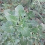 Baculellum articulatum Leaf