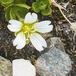Cerastium uniflorum Flower
