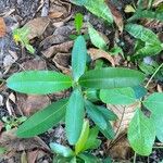 Calophyllum calaba Fuelha