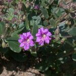 Mirabilis laevis عادت داشتن