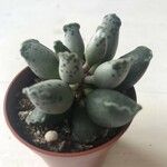 Adromischus cooperi Blad