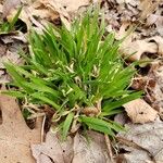 Poa annua 整株植物