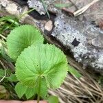 Ranunculus cassubicus Frunză