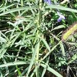 Salvia azurea Leaf