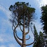 Pinus sibirica Habit