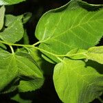 Morus celtidifolia Blatt