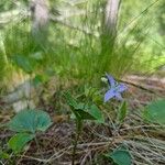 Viola laricicola