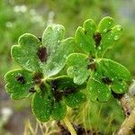 Ranunculus peltatus Leaf