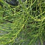 Senna crassiramea Hoja