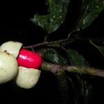 Iryanthera juruensis Fruit