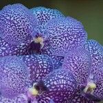 Vanda coerulescens Flor