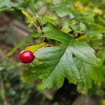 Crataegus rhipidophylla ഫലം