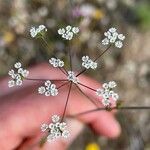 Ammoides pusilla Flors