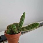 Cleistocactus winteri Leht