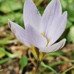 Crocus biflorus Virág