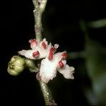 Siparuna glabrescens Fruit