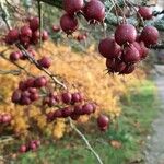 Crataegus persimilis Плод