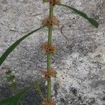 Rumex palustris Лист