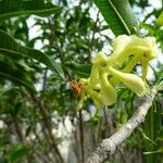 Tabernaemontana persicariifolia Kwiat