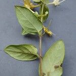 Lonicera japonica Leaf