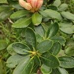 Rhododendron aureum Hoja