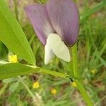 Vicia bithynica Blomst